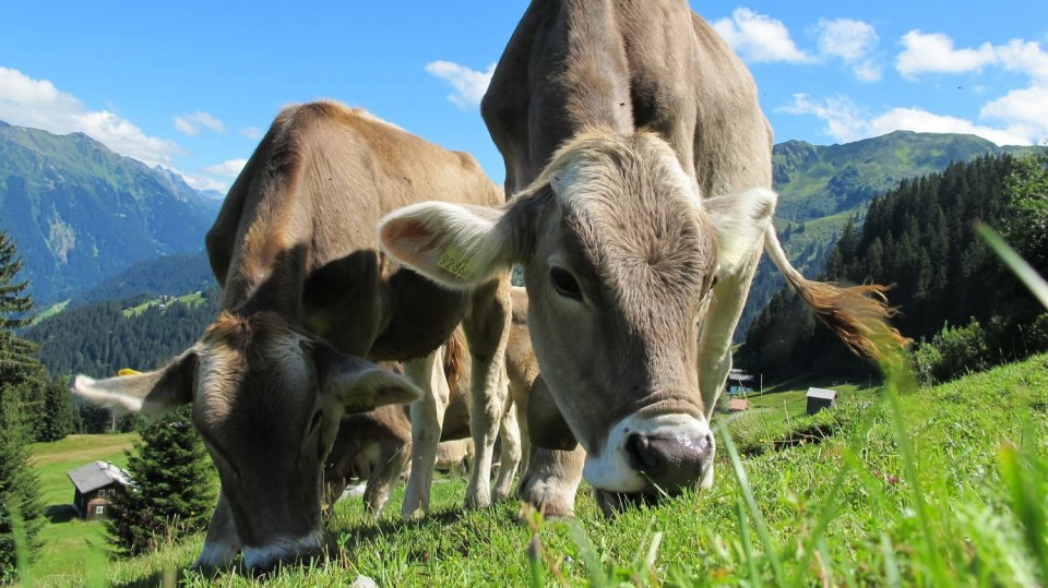 Nejzdatnější švýcarské alpinistky? Krávy!